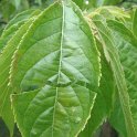 Eucommia ulmoides fils